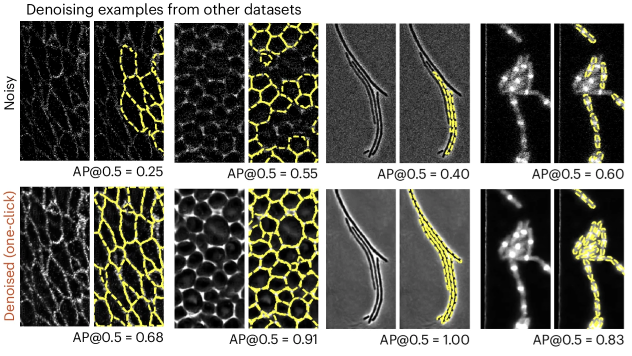 image restoration of various cellular images