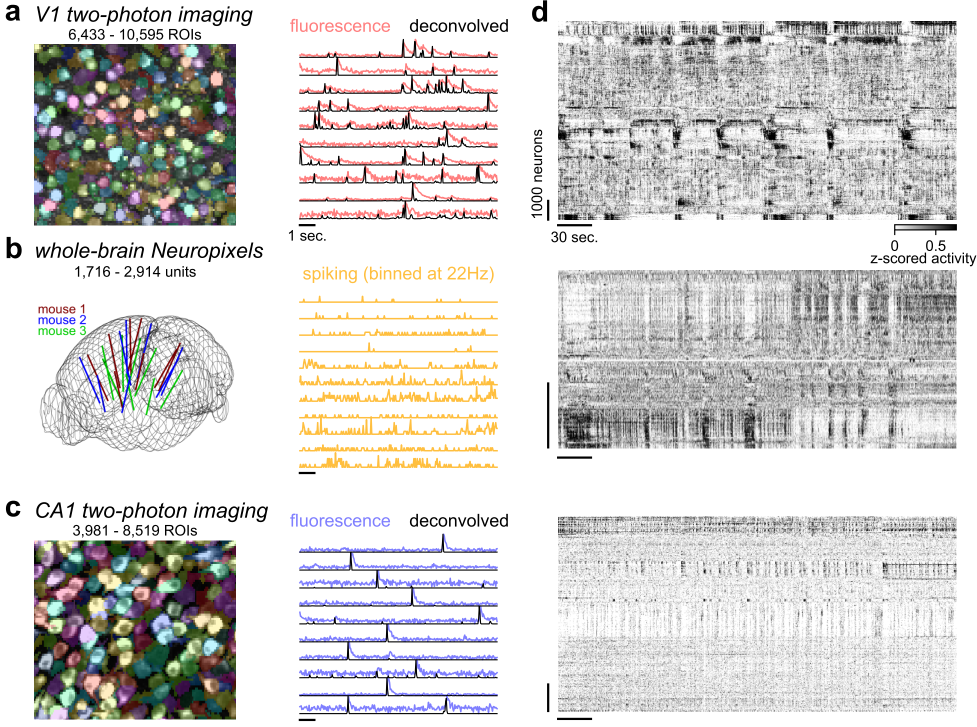 schematic of neural recordings from mouse V1, whole-brain, and hippocampus; neural activity traces from the population, showing more correlated activity in V1 and whole-brain recordings versus more decorrelated activity in hippocampus