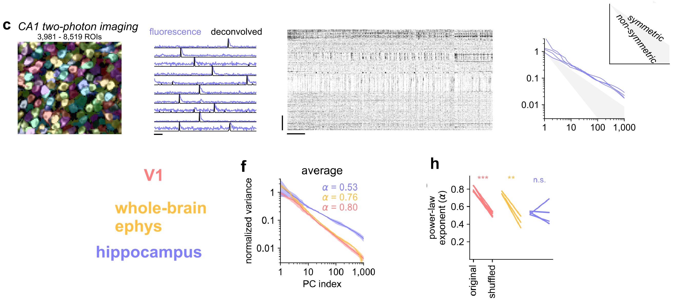 hippocampal neural activity with a power-law decay of 0.5, which is smaller than the exponent from a symmetric matrix => the variances are more similar across PCs, suggesting more independent neural activity