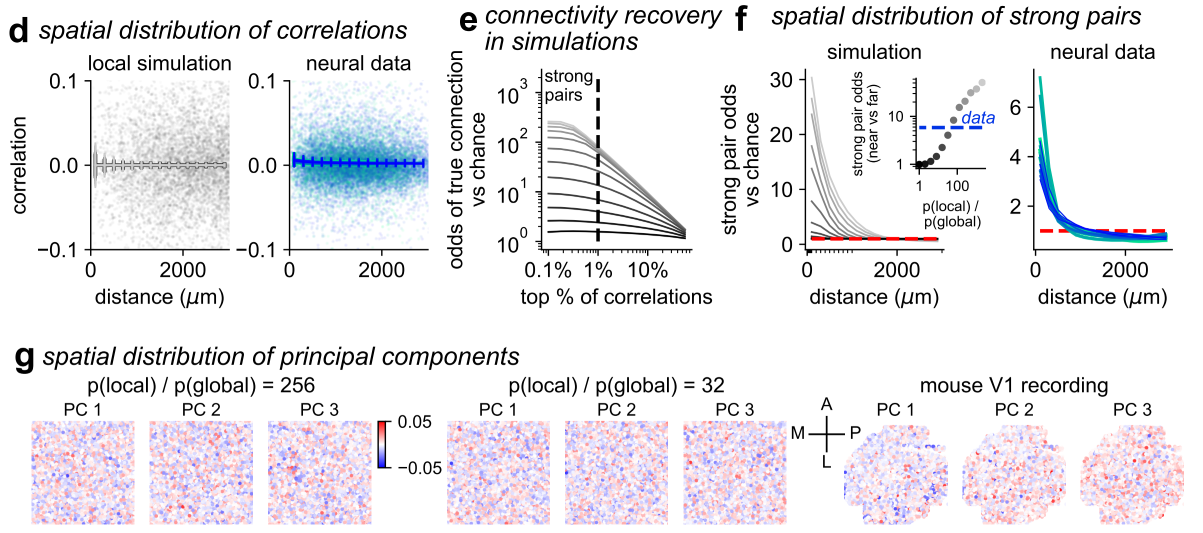 Simulation with local connectivity and neural recordings had similar properties such as: little-to-no relationship of average correlations of neurons with distance; top-correlated neurons are nearby spatially; top PCs have weights which are approximately uniformly spread out throughout the simulation / recording window.