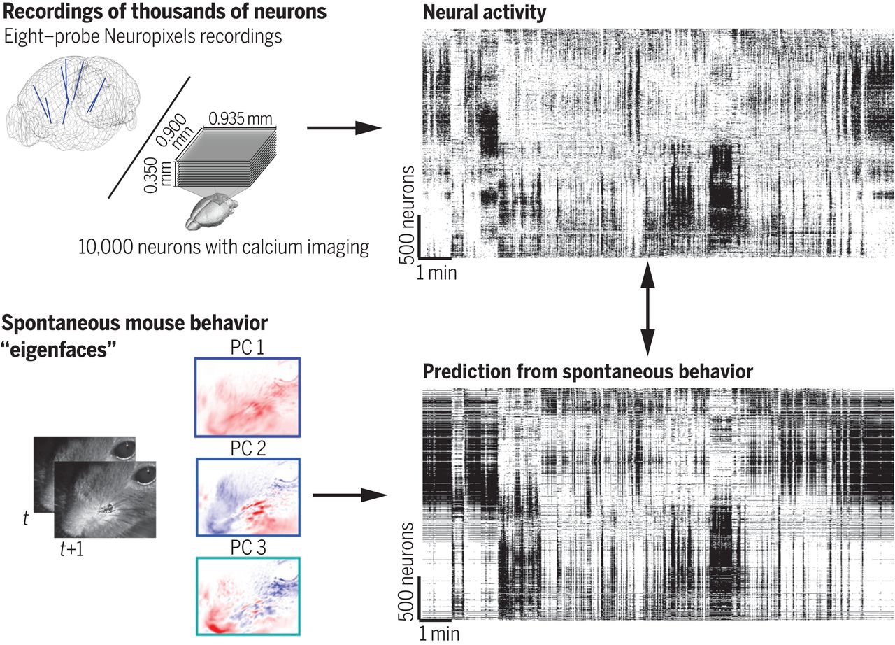 neural activity predicted from the principal components of mouse face motion