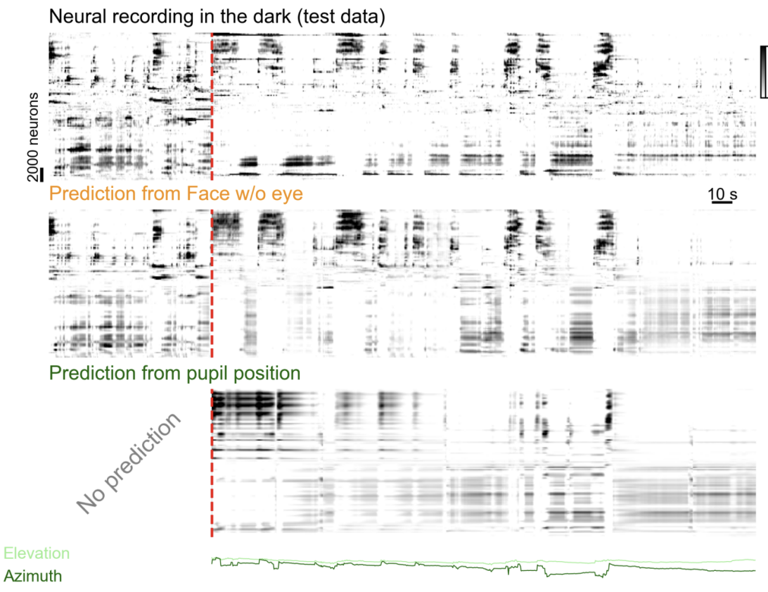 neural activity in mouse visual cortex predicted by eye movements versus orofacial movements