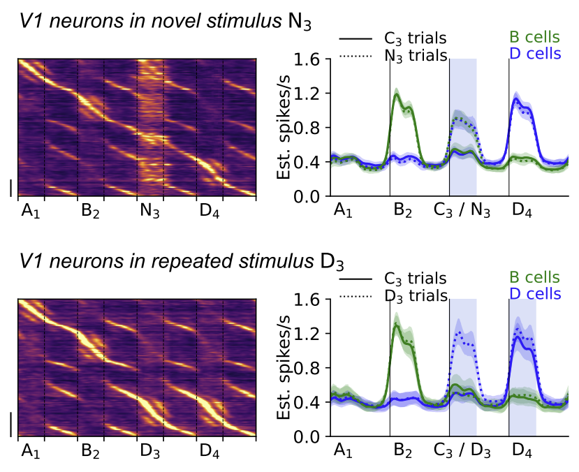 predictive coding surprise response in visual cortex